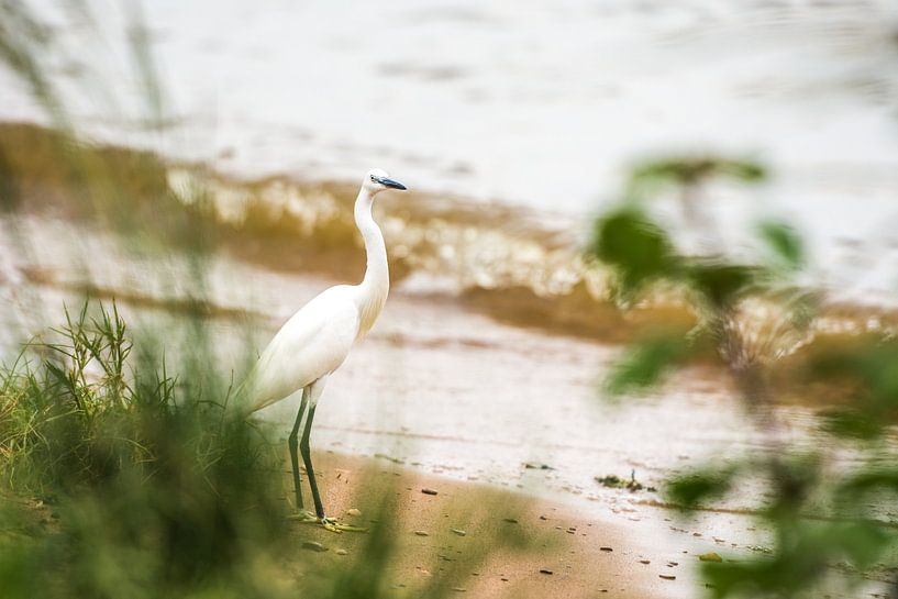 Bird / African landscape / Nature photography / Uganda by Jikke Patist
