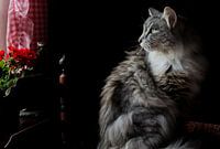 Harige poes in nostalgische kamer van Hollandse watermolen