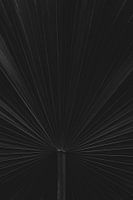 Palme, abstrakte, schwarz-weiße Naturfotografie