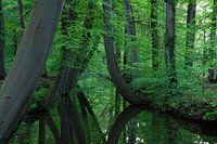 Twickelervaart in de lente