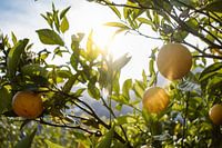 Citroenboomgaard Spanje, Bolulla