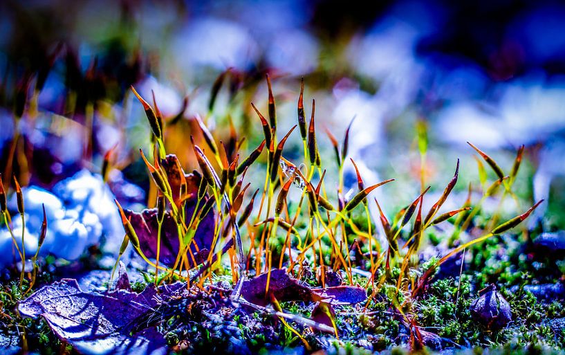 coolly exposed macro by Frank Ketelaar