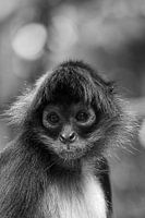 Porträt eines Klammeraffen in schwarz-weiß
