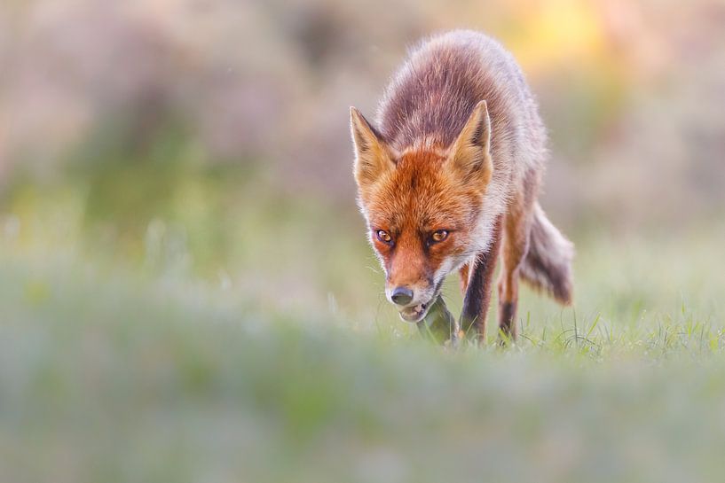Le renard à la chasse par Pim Leijen
