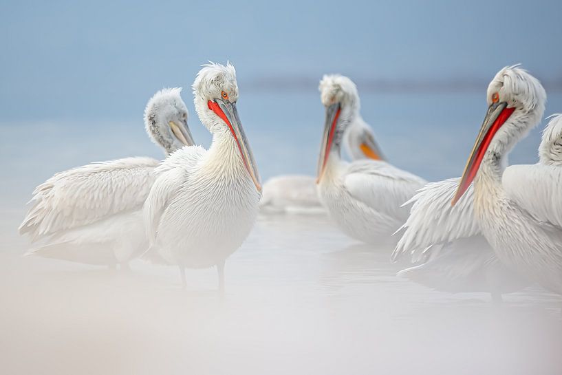 crucible pelicans by Kris Hermans