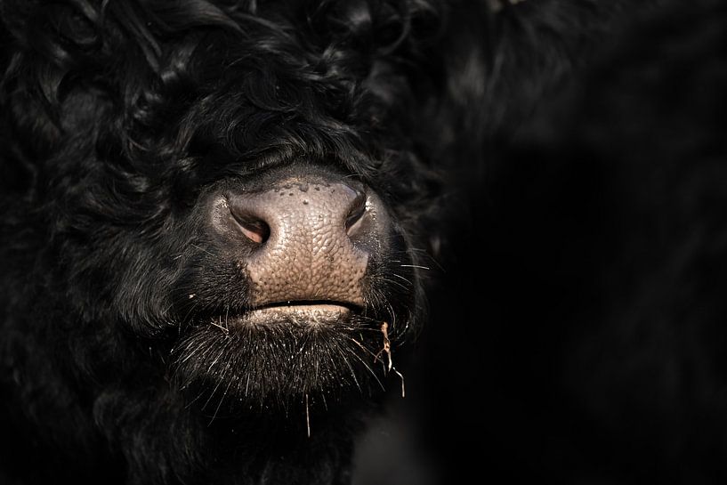 Kuhfladen von Jeroen Mikkers