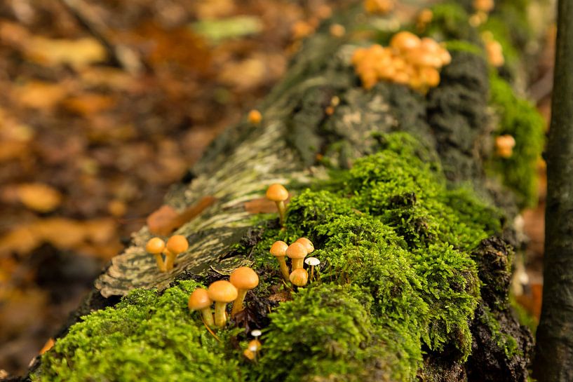 Mushrooms by Hans Aanen