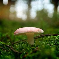 Een verlegen paddestoeltje