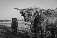 Schottischer Hochlandbewohner