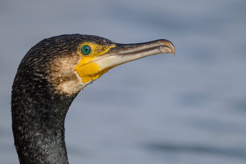 Portrait of a cormorant by Jan Jongejan