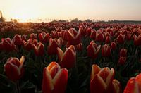 Lever de soleil sur un champ de tulipes rouges et jaunes