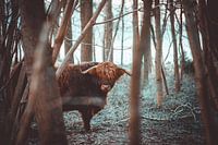 Schottischer Highlander