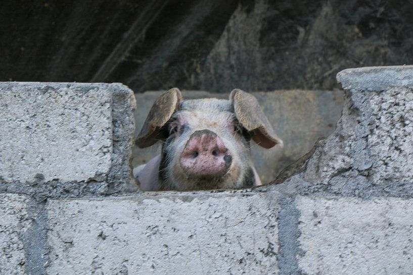 Curious pig by Anne Ponsen