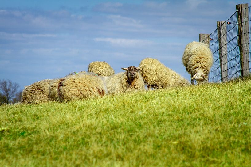 Drenthe Heath Sheep by Marc Slagter