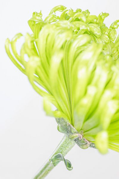 &quot;High key&quot; flower color 2 by Albert Mendelewski