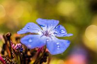 Blauw bloemetje met dauw