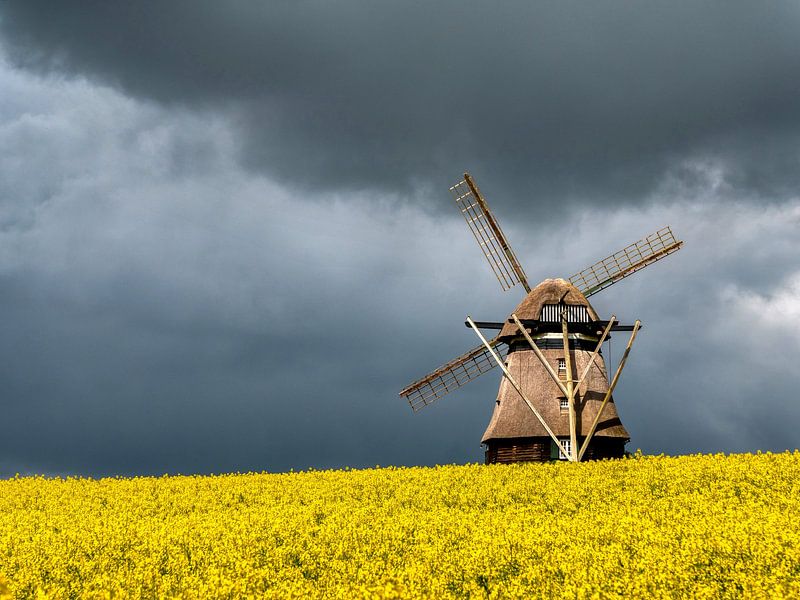 Alte Mühle im Rapsfeld von Dieter König