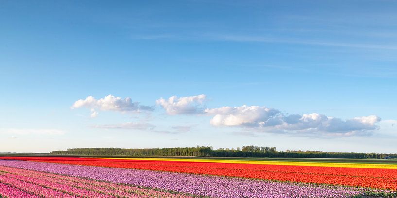 Champs de floraison des tulipes roses, rouges et jaunes pendant le coucher du soleil en Hollande par Sjoerd van der Wal Photographie