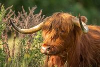 Scottish Highlander, Scottish Highlander