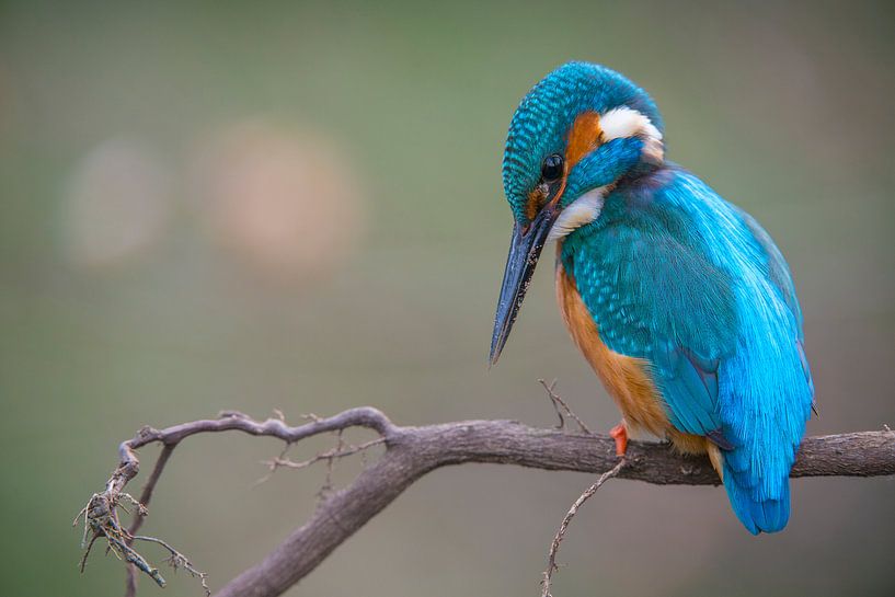 IJsvogel par Kneeke .com