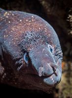 Mittelmeer-Muräne (Muraena helena)