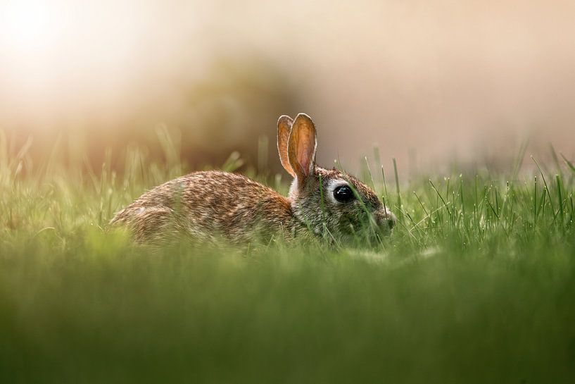 Ruhendes Kaninchen im Sonnenlicht von Femke Ketelaar