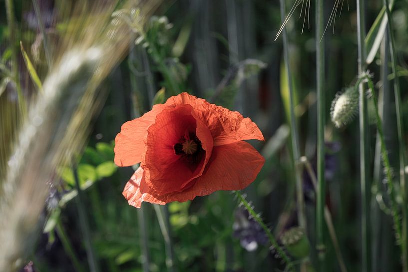 Mohnblume mit roten Blütenblätter von Martin Köbsch
