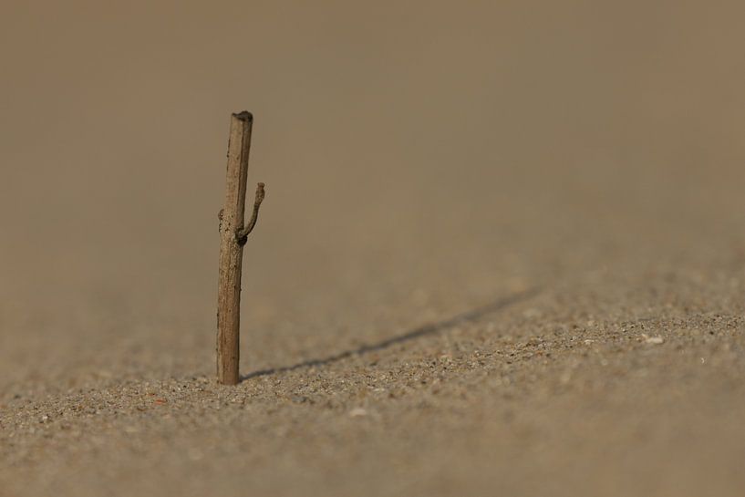 Close-up in the sand by Simone Meijer