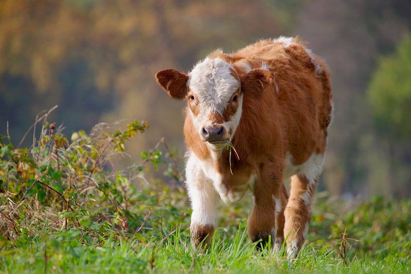 Cow the little runaway by Tanja Riedel