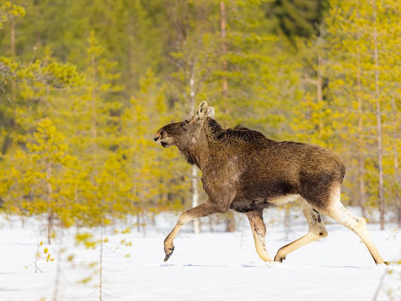 Running moose in the Finnish snow by Jacob Molenaar