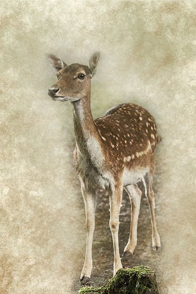 Digitale Grafik eines jungen Damhirsch von Art by Jeronimo