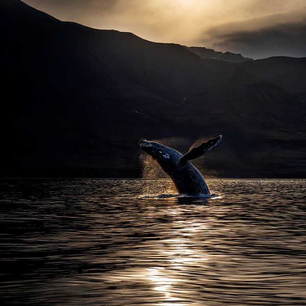 Wal springt aus dem Wasser von Anouschka Hendriks