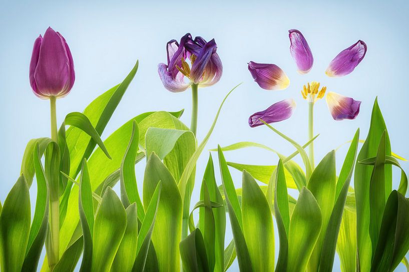 3 Tulpen von Klaartje Majoor