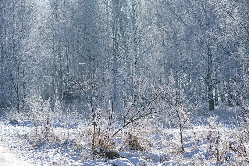 Winterlandschaft mit Schnee und Reif bedeckten Birken von Martin Köbsch