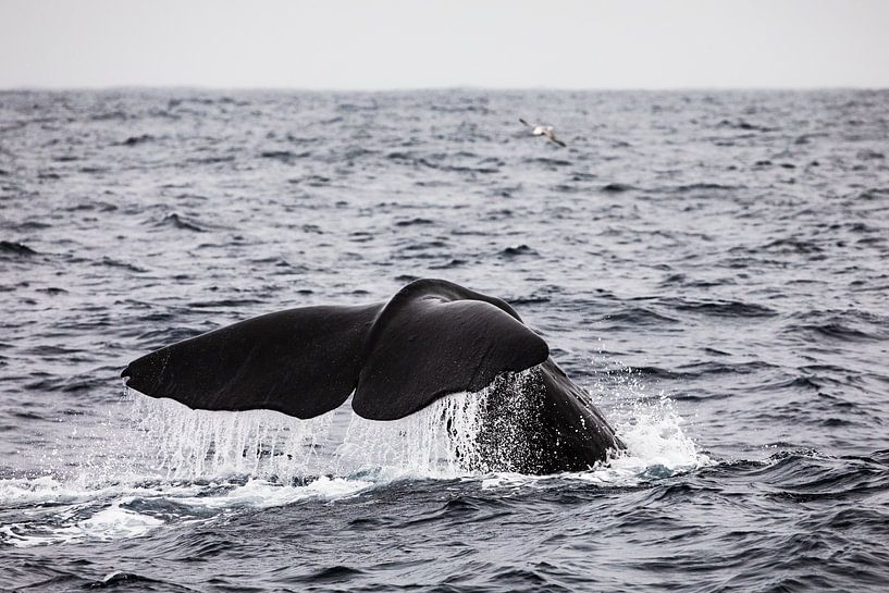 Chute d'eau sur la queue de la baleine par Martijn Smeets