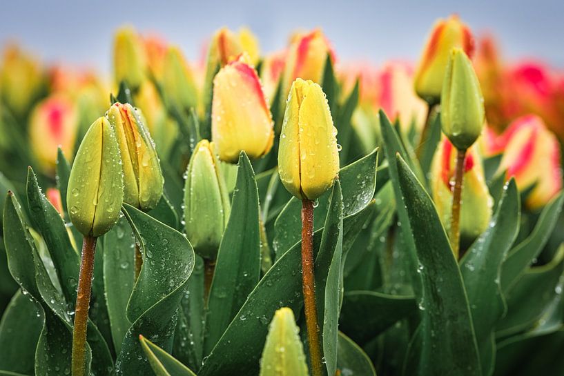 Nahaufnahme von Tulpen im Regen von eric van der eijk