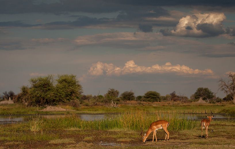 impalas von Ed Dorrestein