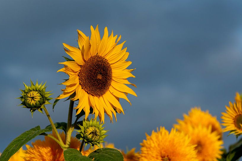 Sonnenblumen von Stefan Heesch