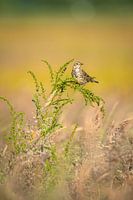 Meadow pipit in the thicket