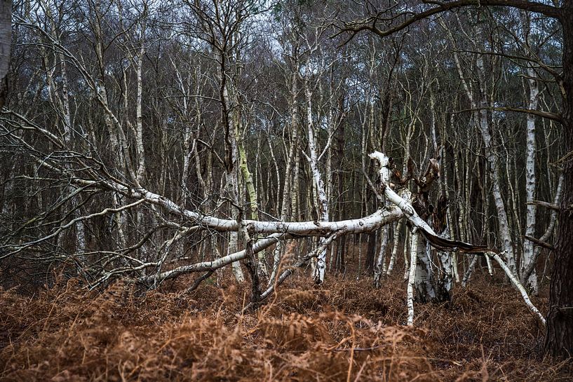 Broken tree by Meint Brookman