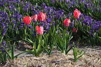 Tulpen und Hyazinthen nach Farbe