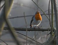 Robin in the spring sun