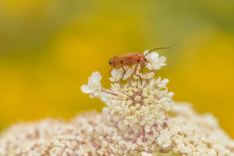 Charançon hebdomadaire par Moetwil en van Dijk - Fotografie