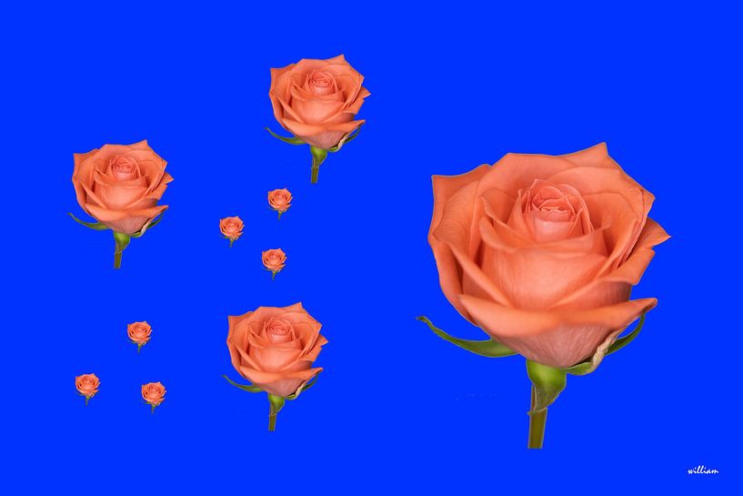 Lachsfarbene Rosen auf blauem Hintergrund von whmpictures .com
