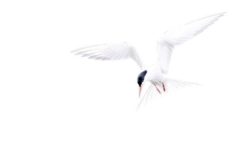 Visdief, hangend in de lucht van Ina Bouhuijzen