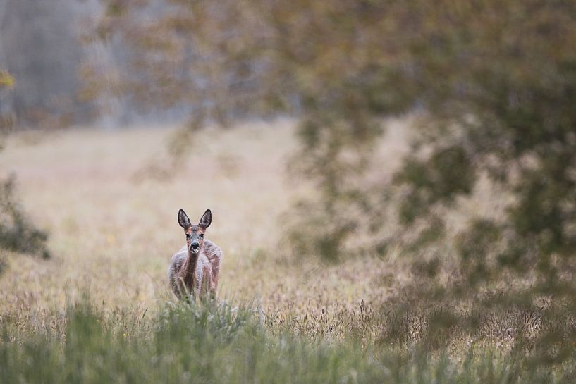 Romantisch Ree von YvePhotography
