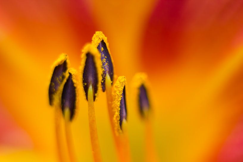 Lilie von Vliner Flowers