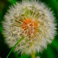 Pusteblume
