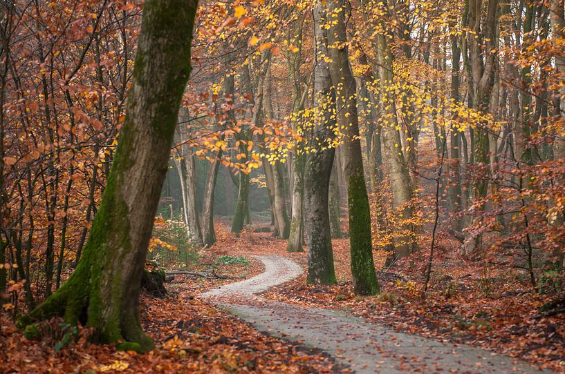 Speulderbos von Nancy van Verseveld