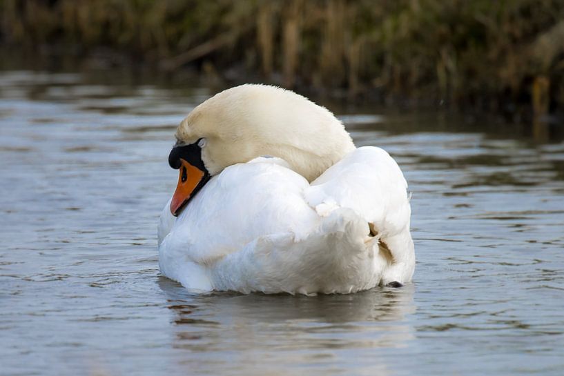 Schlafender Höckerschwan von Goffe Jensma